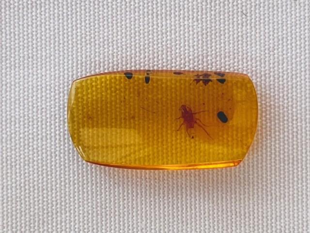 Authentic insect Fossil in dinosaur aged Burmese amber. 100 million years old.