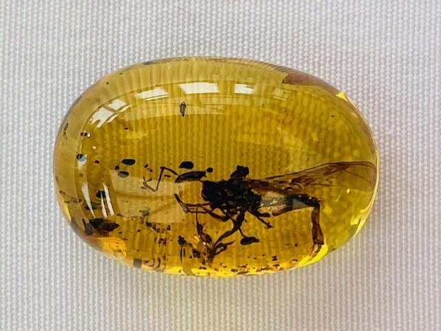 Authentic large insect Fossil in dinosaur aged Burmese amber. 100 million years old